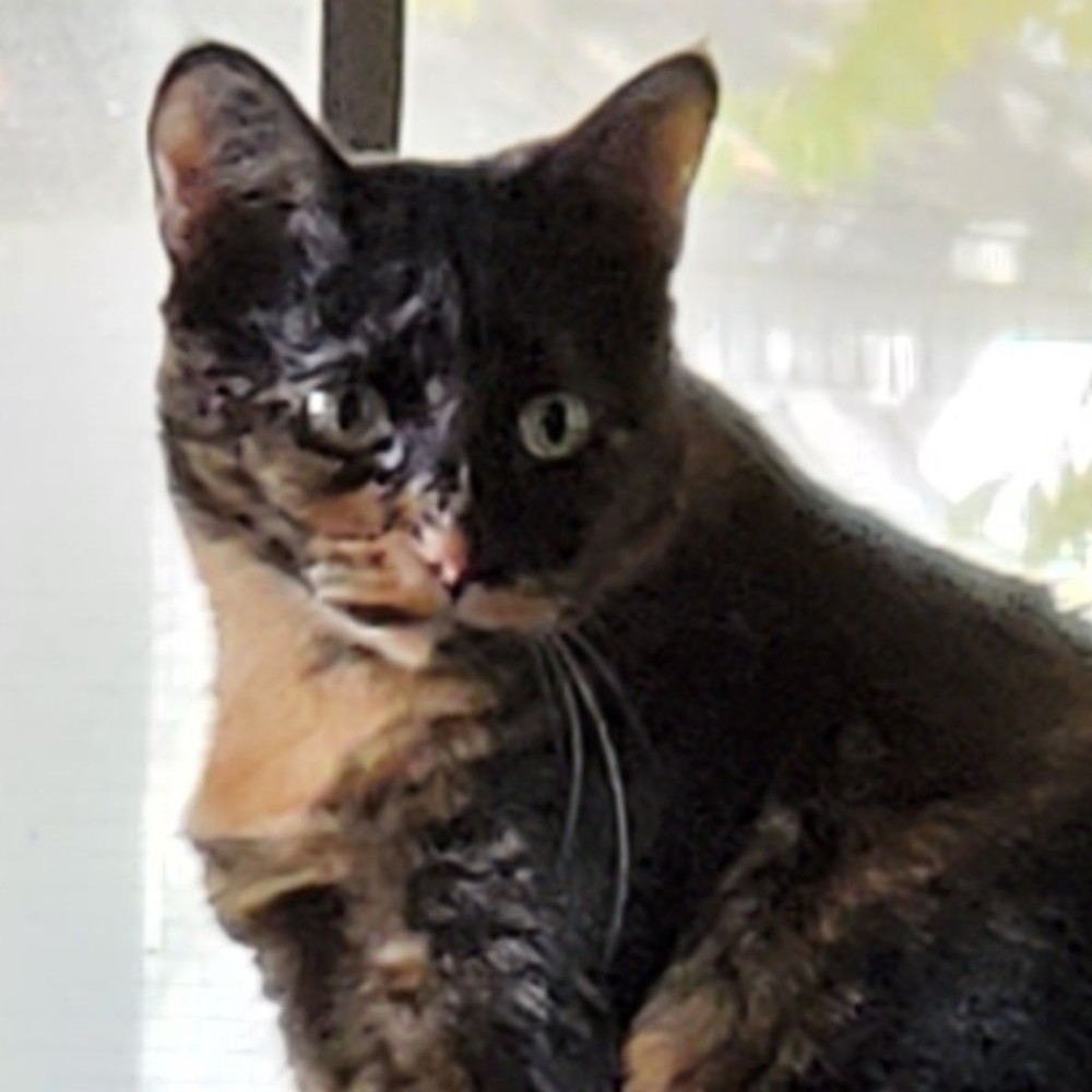 Meet your Posher, Posh